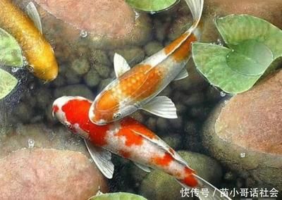 花錦鯉魚(yú)（錦鯉的品種及種繁多） 水族周邊 第2張