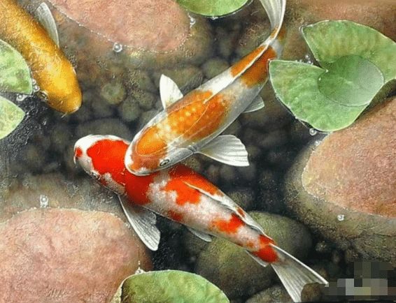 花錦鯉魚(yú)（錦鯉的品種及種繁多） 水族周邊 第3張