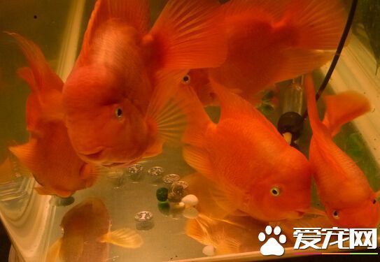 財(cái)神魚和鸚鵡魚的區(qū)別（財(cái)神魚和鸚鵡魚有什么區(qū)別？） 粗線銀版魚苗 第2張