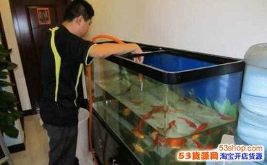 比較活潑的觀賞魚品種（泰國斗魚好斗，兩雄相遇必定會有一場決斗）