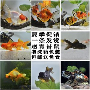 關(guān)于觀賞魚的詩詞（中國古代詩詞中的魚文化） 其他益生菌 第1張