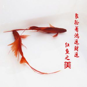 關(guān)于觀賞魚的詩詞（中國古代詩詞中的魚文化） 其他益生菌 第4張