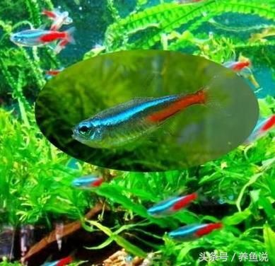 紅綠燈魚(yú)好養(yǎng)嗎（紅綠燈魚(yú)與其他觀賞魚(yú)的混養(yǎng)策略紅綠燈魚(yú)的混養(yǎng)策略）