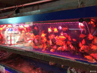 海南觀賞魚市場（海南觀賞魚市場發(fā)展歷程） 狗頭魚 第4張