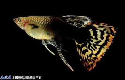 豹紋夫魚（關(guān)于豹紋夫魚的一些重要信息）