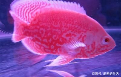 紅寶石魚最佳配魚混養(yǎng)（紅寶石魚與其他魚類的互動(dòng)模式紅寶石魚混養(yǎng)指南）