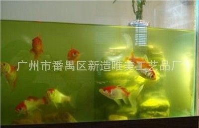 廣州金魚缸定做廠家（廣州水族市場(chǎng)探秘廣州水族市場(chǎng)探秘廣州水族市場(chǎng)探秘） 野彩魚 第4張