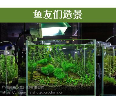 廣州金魚缸定做廠家（廣州水族市場(chǎng)探秘廣州水族市場(chǎng)探秘廣州水族市場(chǎng)探秘） 野彩魚 第3張