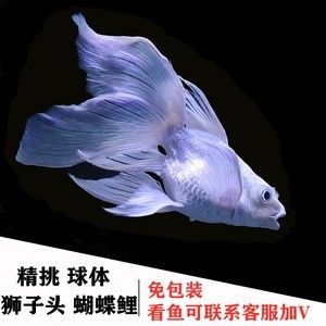 蝴蝶鯉怎么觀賞（蝴蝶鯉怎么養(yǎng)？） 大日玉鯖魚 第3張