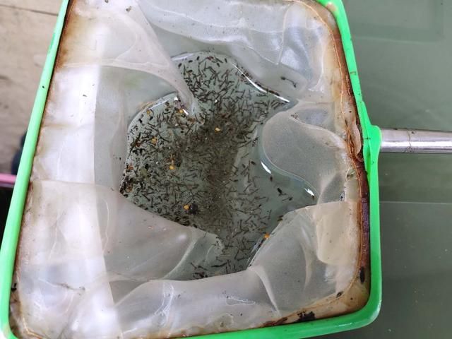 大的觀賞魚可以喂豐年蝦卵（觀賞魚可以喂豐年蝦卵嗎） 巴卡雷龍魚 第3張