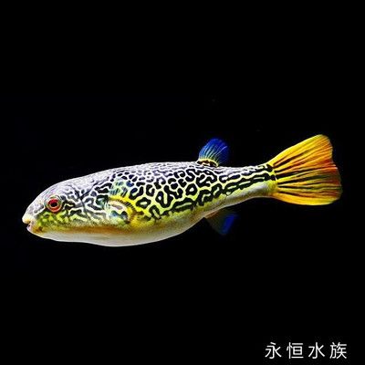 皇冠狗頭魚(yú)（皇冠狗頭魚(yú)的偽裝能力）