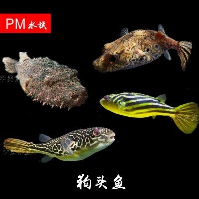 皇冠狗頭魚(yú)（皇冠狗頭魚(yú)的偽裝能力）