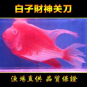 白子關(guān)刀魚（白子關(guān)刀魚的飼養(yǎng)） 銀古魚苗 第3張