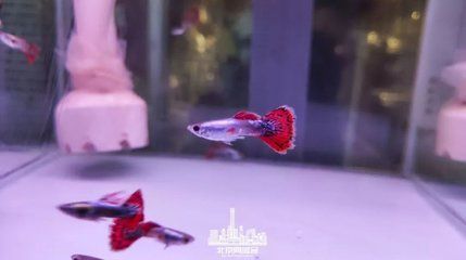 觀賞魚市場價格 恐龍王魚 第3張