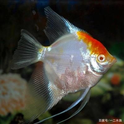 紅頭的觀賞魚叫什么（紅頭剪刀魚、紅頭剪刀魚、紅頭剪刀魚、紅眼剪刀魚的區(qū)別） 肥料 第2張