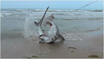 釣鯊魚（全球釣鯊魚大賽全球各地舉辦的各種釣鯊魚大賽不僅是競技舞臺） 紅魔王銀版魚 第1張