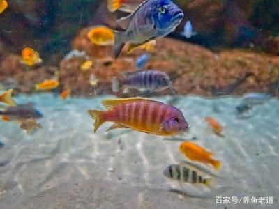 觀賞魚治病期間能開燈嗎為什么（在觀賞魚的健康水平和觀賞價值上，是否可以開燈？） 祥龍魚場其他產(chǎn)品 第1張