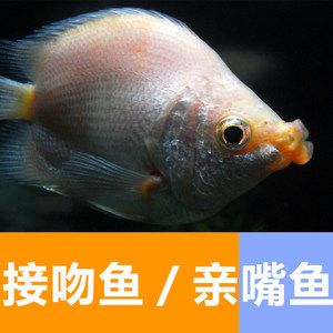 便宜觀(guān)賞魚(yú)（便宜且好養(yǎng)的觀(guān)賞魚(yú)品種） 造景/裝飾 第4張