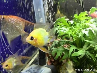 觀賞魚進(jìn)貨渠道微信（微信生態(tài)中的觀賞魚交易） 水族周邊 第1張