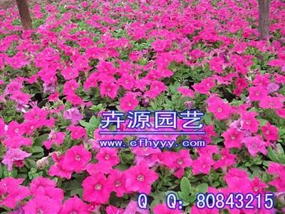 花卉種子批發(fā)市場(chǎng)（花卉種子批發(fā)市場(chǎng)最新動(dòng)態(tài)） 銀河星鉆魚(yú) 第1張