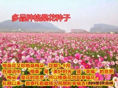 花卉種子批發(fā)市場(chǎng)（花卉種子批發(fā)市場(chǎng)最新動(dòng)態(tài)） 銀河星鉆魚(yú) 第2張