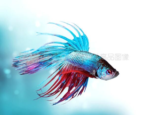 彩魚（熱帶彩魚的飼養(yǎng)設(shè)備） 非洲金鼓魚 第4張