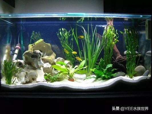 觀賞魚暴斃（觀賞魚暴斃可能由多種因素導(dǎo)致觀賞魚死亡因素導(dǎo)致觀賞魚死亡） 泰龐海蓮魚 第3張