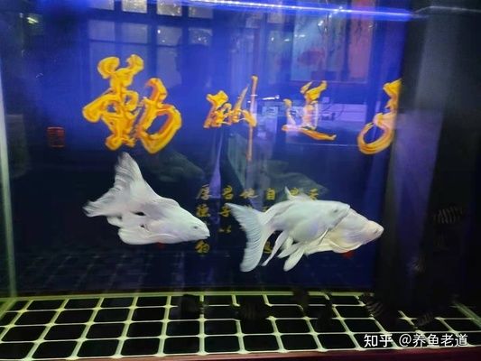 觀賞魚特別活躍怎么辦（觀賞魚的健康狀況如何保持） 黃金夢幻雷龍魚 第1張