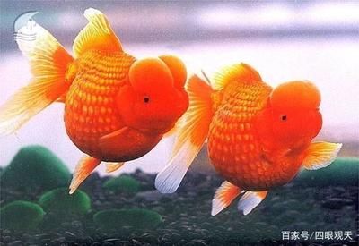 紅皇冠珍珠金魚（紅皇冠珍珠金魚品種的起源與發(fā)展金魚的起源與發(fā)展） 斑馬鴨嘴魚 第2張