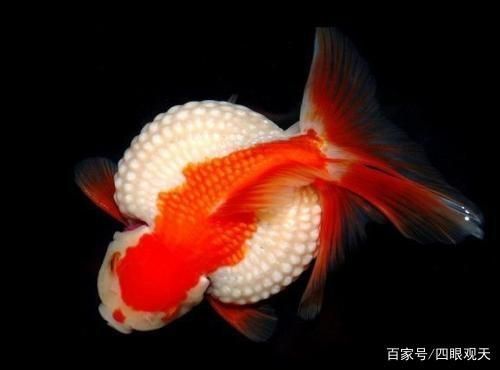 紅皇冠珍珠金魚（紅皇冠珍珠金魚品種的起源與發(fā)展金魚的起源與發(fā)展） 斑馬鴨嘴魚 第3張