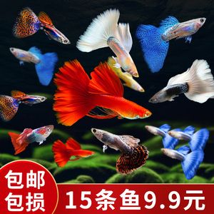 海象魚(yú)活體（巨骨舌魚(yú)是一種大型觀賞魚(yú)的繁殖與遺傳學(xué)觀賞魚(yú)的起源）