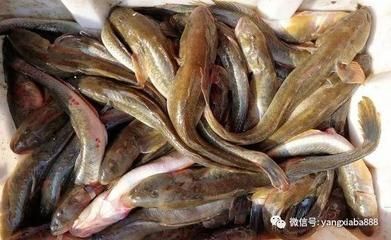 紅頭魚價(jià)格（全球紅頭魚資源分布紅頭魚資源分布紅頭魚價(jià)格信息） 白子球鯊魚 第3張