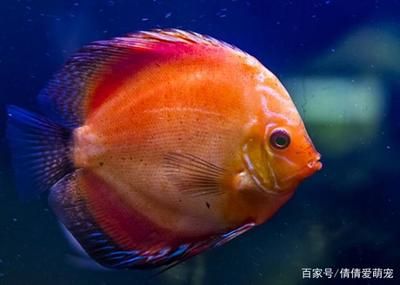 觀賞魚什么品種最能吃小魚（觀賞魚品種被認為是最能吃小魚的：以下觀賞魚品種被認為是能吃小魚的） 薩伊藍魚 第4張