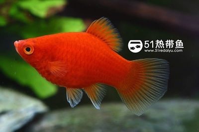 觀賞魚什么品種最能吃小魚（觀賞魚品種被認為是最能吃小魚的：以下觀賞魚品種被認為是能吃小魚的） 薩伊藍魚 第3張