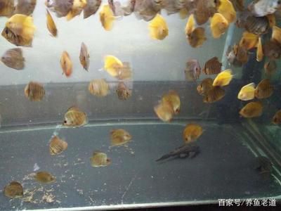 觀賞魚打包氧氣能用多久（氣泵魚的使用與維護）