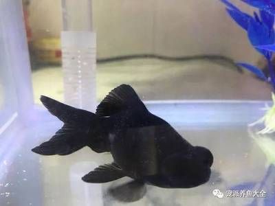 觀賞魚打包氧氣能用多久（氣泵魚的使用與維護）