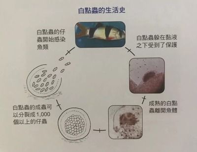 白點病30度為啥還會爆發(fā)（為什么魚在30度的水中仍然出現(xiàn)白點？） 馬來西亞咖啡 第4張