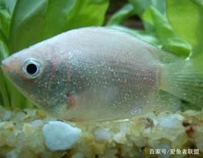 觀賞魚(yú)白斑病能治好嗎（關(guān)于觀賞魚(yú)白斑病的一些知識(shí)） 非洲金鼓魚(yú) 第1張