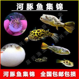 v字狗頭魚（v字狗頭魚是一種淡水魚，飼養(yǎng)時需要注意以下幾點） 觀賞魚市場 第4張