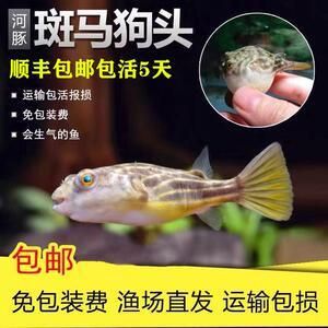 v字狗頭魚（v字狗頭魚是一種淡水魚，飼養(yǎng)時(shí)需要注意以下幾點(diǎn)）