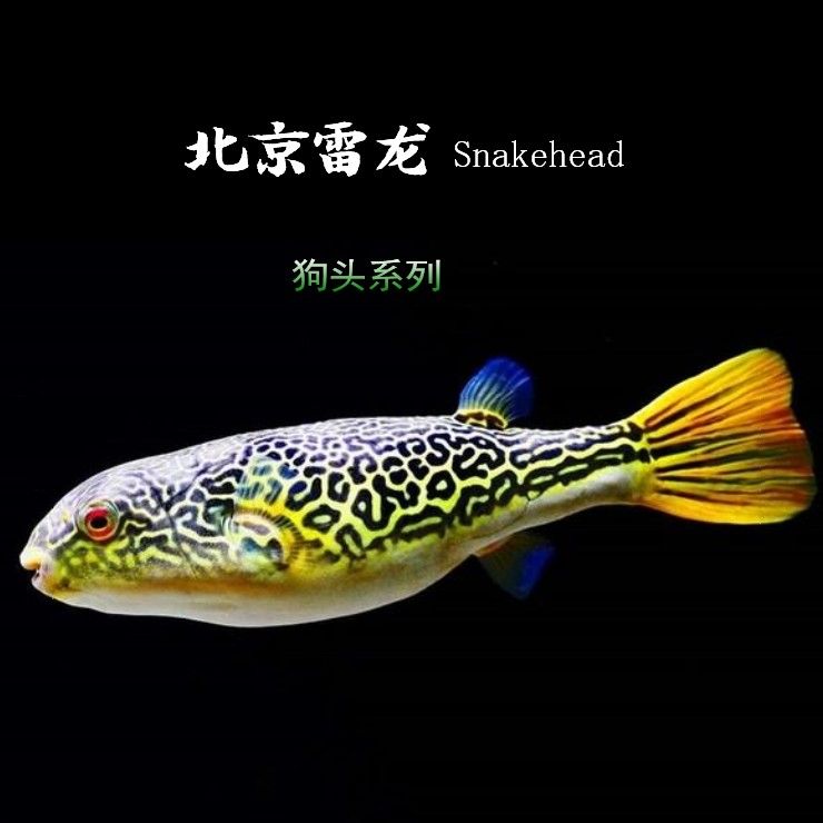 v字狗頭魚（v字狗頭魚是一種淡水魚，飼養(yǎng)時(shí)需要注意以下幾點(diǎn)）