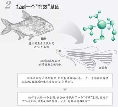 蝶翼斑馬魚（養(yǎng)殖蝶翼斑馬魚需要注意什么？） 水族品牌 第1張