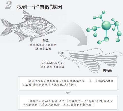 蝶翼斑馬魚（養(yǎng)殖蝶翼斑馬魚需要注意什么？） 水族品牌 第3張