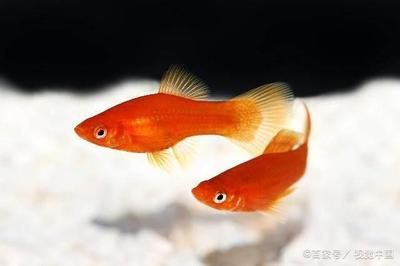 觀賞魚中型那種比較溫順（如何挑選溫順的中型觀賞魚） 赤荔鳳冠魚 第3張