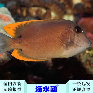 觀賞魚海魚好養(yǎng)嗎視頻（海魚觀賞魚的飼養(yǎng)技術） 白子銀版魚 第1張