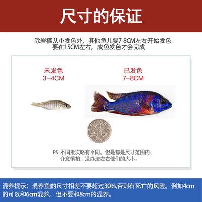 觀賞魚海魚好養(yǎng)嗎視頻（海魚觀賞魚的飼養(yǎng)技術） 白子銀版魚 第4張