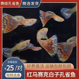 白子孔雀魚生小魚前兆