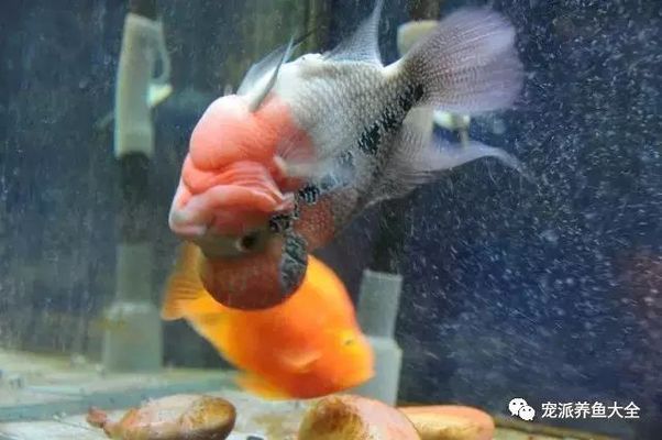 觀賞魚(yú)斜著游怎么辦（觀賞魚(yú)斜著游可能由多種原因?qū)е卖~(yú)類(lèi)游動(dòng)異常、食欲旺盛） 赤荔鳳冠魚(yú) 第1張