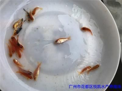 廣州觀賞魚批發(fā)價格多少（廣州最大的觀賞魚批發(fā)市場觀賞魚價格） 赤荔鳳冠魚 第1張