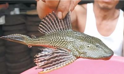 繁殖觀賞魚生意怎么樣（繁殖觀賞魚生意有優(yōu)勢也有挑戰(zhàn)）